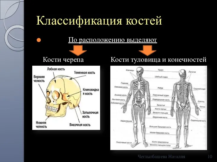 Классификация костей По расположению выделяют Кости черепа Кости туловища и конечностей Чеглыгбашева Наталия