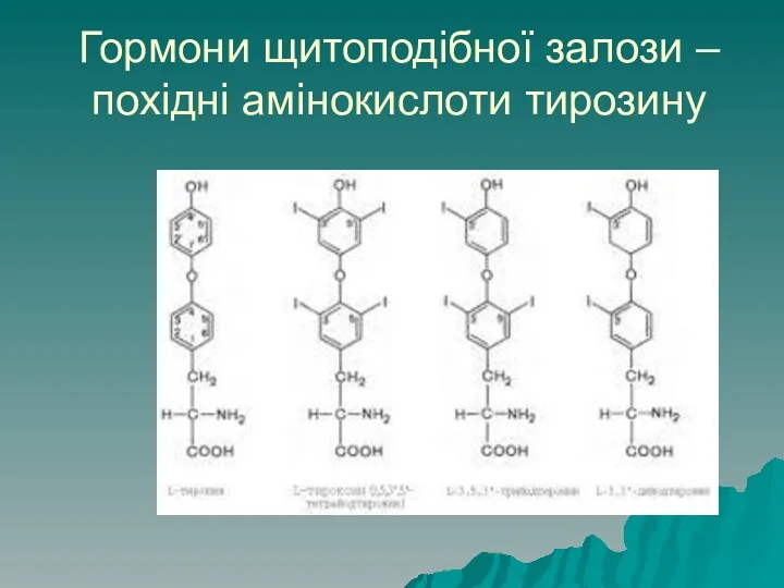 Гормони щитоподібної залози – похідні амінокислоти тирозину