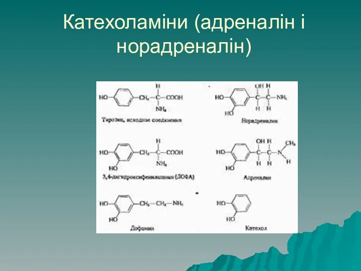 Катехоламіни (адреналін і норадреналін)