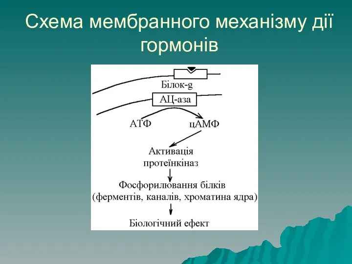 Схема мембранного механізму дії гормонів