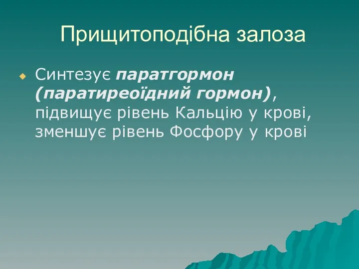 Прищитоподібна залоза Синтезує паратгормон (паратиреоїдний гормон), підвищує рівень Кальцію у крові, зменшує рівень Фосфору у крові