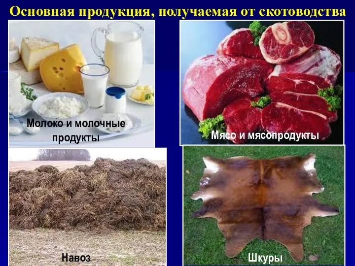 Основная продукция, получаемая от скотоводства Молоко и молочные продукты Мясо и мясопродукты Шкуры Навоз