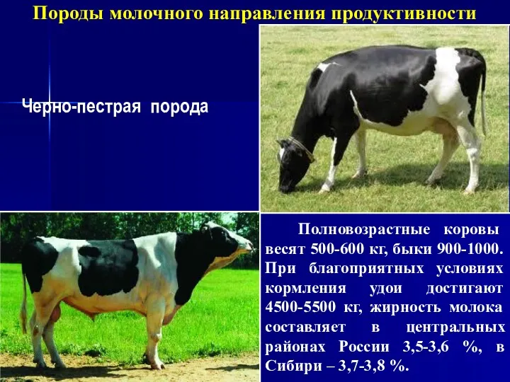 Породы молочного направления продуктивности Черно-пестрая порода Полновозрастные коровы весят 500-600 кг, быки 900-1000.