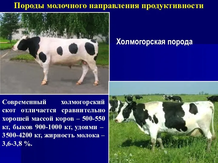 Породы молочного направления продуктивности Холмогорская порода Современный холмогорский скот отличается сравнительно хорошей массой