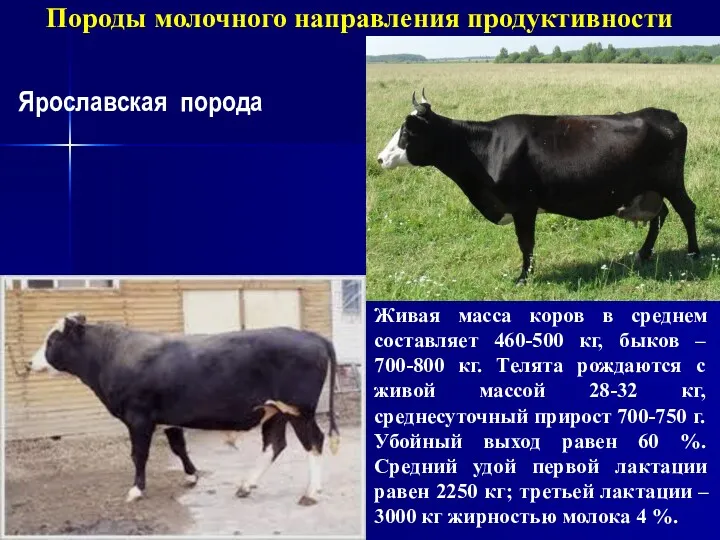 Породы молочного направления продуктивности Ярославская порода Живая масса коров в среднем составляет 460-500