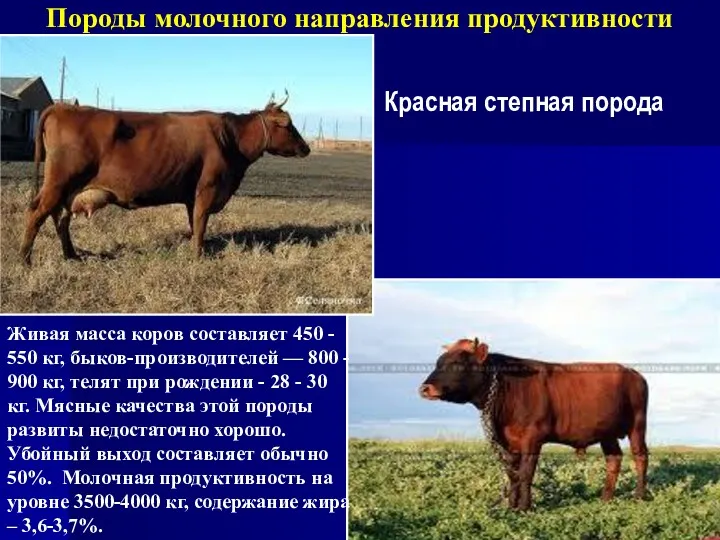 Породы молочного направления продуктивности Красная степная порода Живая масса коров составляет 450 -