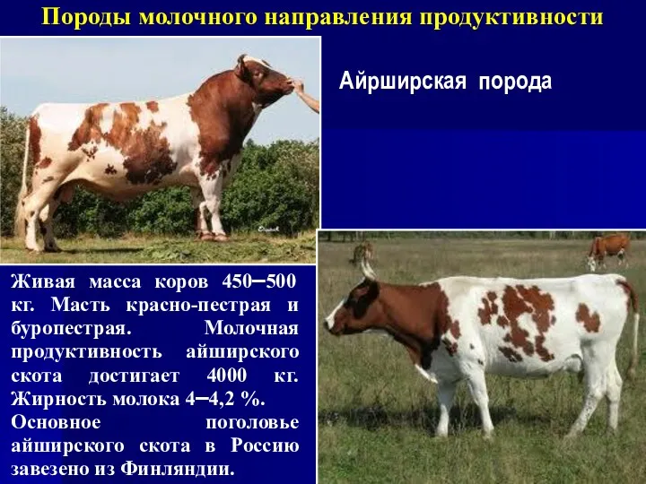 Породы молочного направления продуктивности Айрширская порода Живая масса коров 450–500 кг. Масть красно-пестрая
