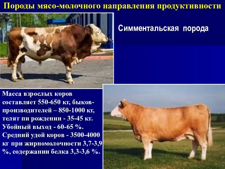Породы мясо-молочного направления продуктивности Симментальская порода Масса взрослых коров составляет 550-650 кг, быков-производителей