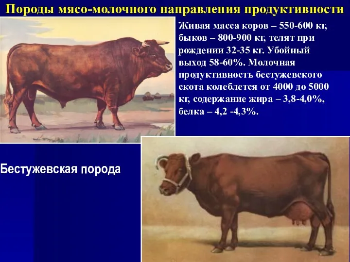 Породы мясо-молочного направления продуктивности Бестужевская порода Живая масса коров – 550-600 кг, быков
