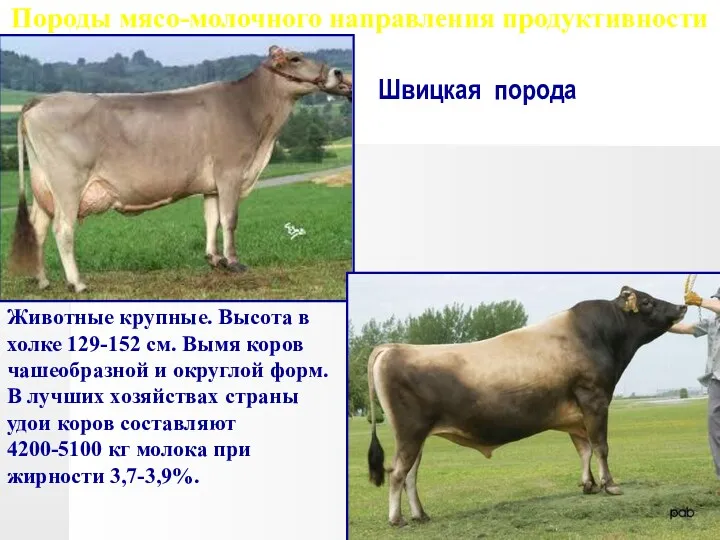 Породы мясо-молочного направления продуктивности Швицкая порода Животные крупные. Высота в холке 129-152 см.