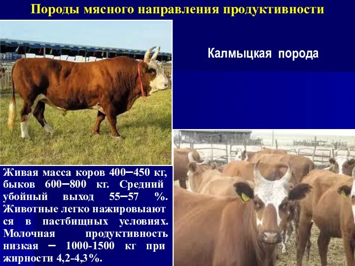Породы мясного направления продуктивности Калмыцкая порода Живая масса коров 400–450 кг, быков 600–800