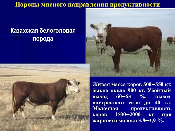 Породы мясного направления продуктивности Казахская белоголовая порода Живая масса коров 500–550 кг, быков