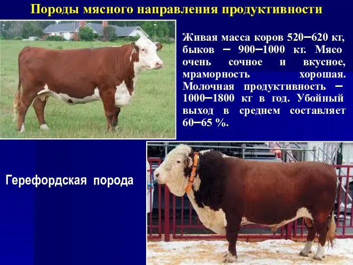 Породы мясного направления продуктивности Герефордская порода Живая масса коров 520–620 кг, быков –