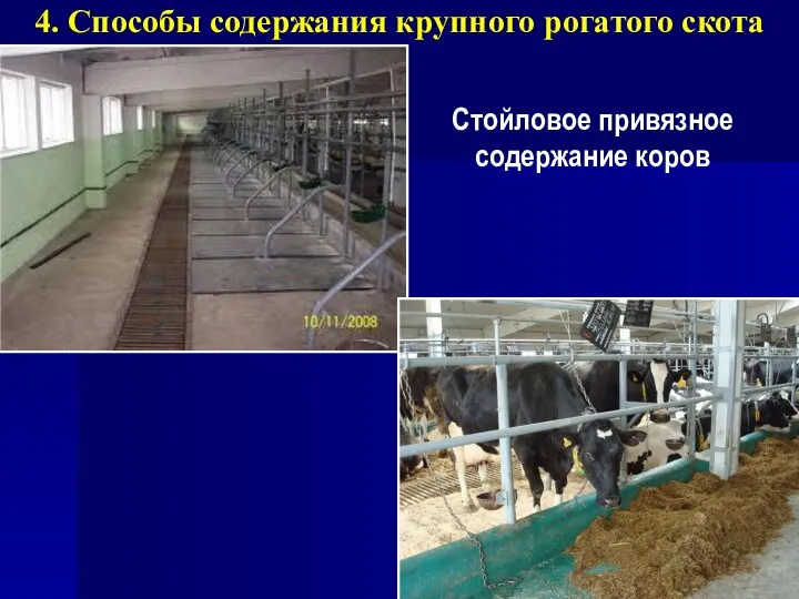 4. Способы содержания крупного рогатого скота Стойловое привязное содержание коров