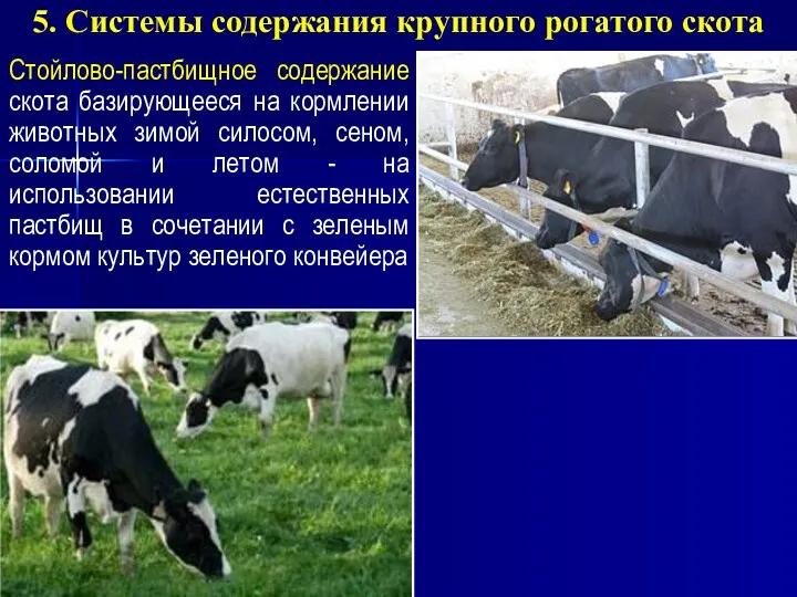Стойлово-пастбищное содержание скота базирующееся на кормлении животных зимой силосом, сеном, соломой и летом