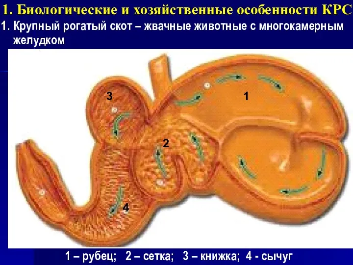 Крупный рогатый скот – жвачные животные с многокамерным желудком 1. Биологические и хозяйственные