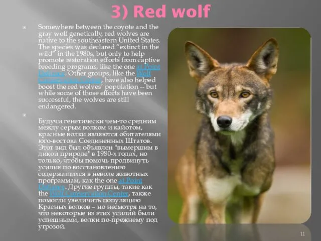 3) Red wolf Somewhere between the coyote and the gray