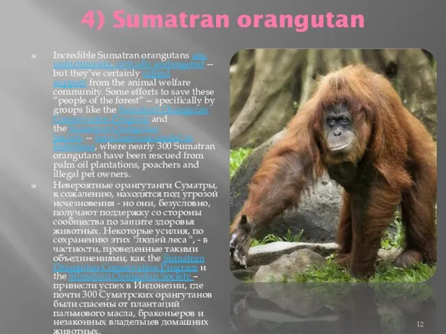 4) Sumatran orangutan Incredible Sumatran orangutans are, unfortunately, critically endangered