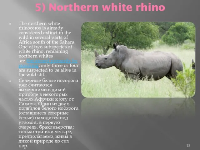 5) Northern white rhino The northern white rhinoceros is already