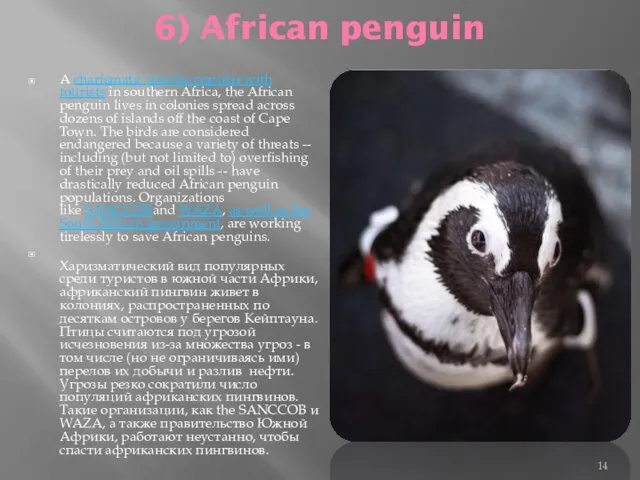 6) African penguin A charismatic species popular with tourists in