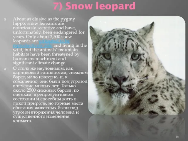 7) Snow leopard About as elusive as the pygmy hippo,