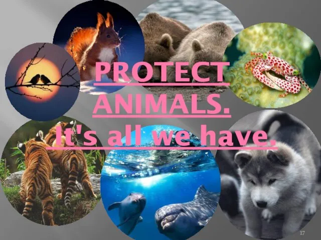 PROTECT ANIMALS. It's all we have.