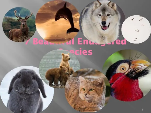 7 Beautiful Endagered Species