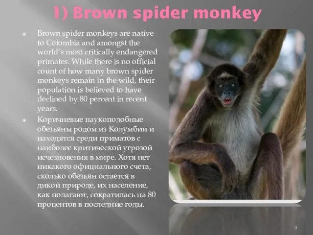 1) Brown spider monkey Brown spider monkeys are native to