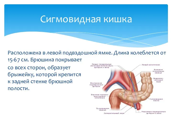 Расположена в левой подвздошной ямке. Длина колеблется от 15-67 см.