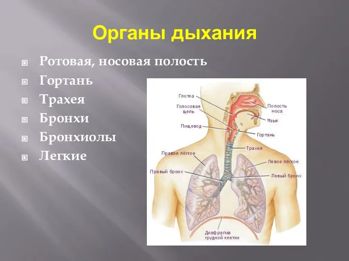 Органы дыхания Ротовая, носовая полость Гортань Трахея Бронхи Бронхиолы Легкие