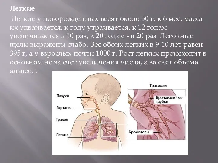 Легкие Легкие у новорожденных весят около 50 г, к 6