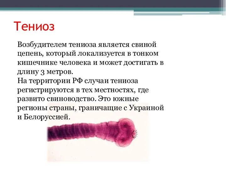 Тениоз Возбудителем тениоза является свиной цепень, который локализуется в тонком