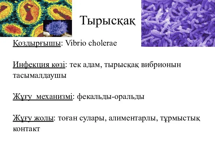 Тырысқақ Қоздырғышы: Vibrio cholerae Инфекция көзі: тек адам, тырысқақ вибрионын тасымалдаушы Жұғу механизмі: