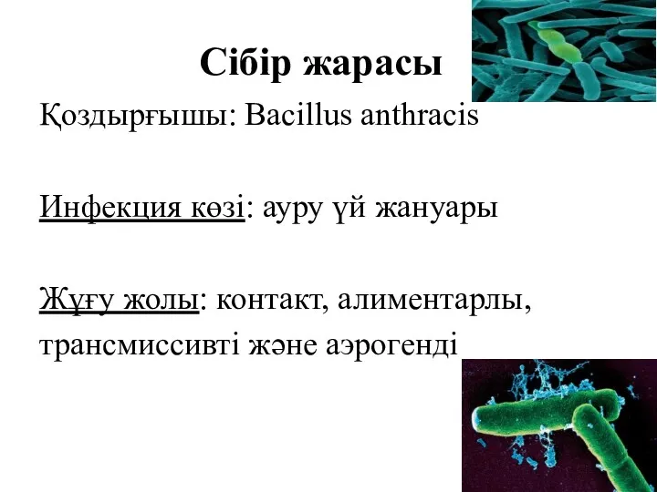 Сібір жарасы Қоздырғышы: Bacillus anthracis Инфекция көзі: ауру үй жануары Жұғу жолы: контакт,