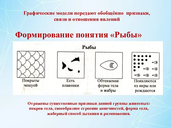 Формирование понятия «Рыбы» Графические модели передают обобщённо признаки, связи и отношения явлений Отражены