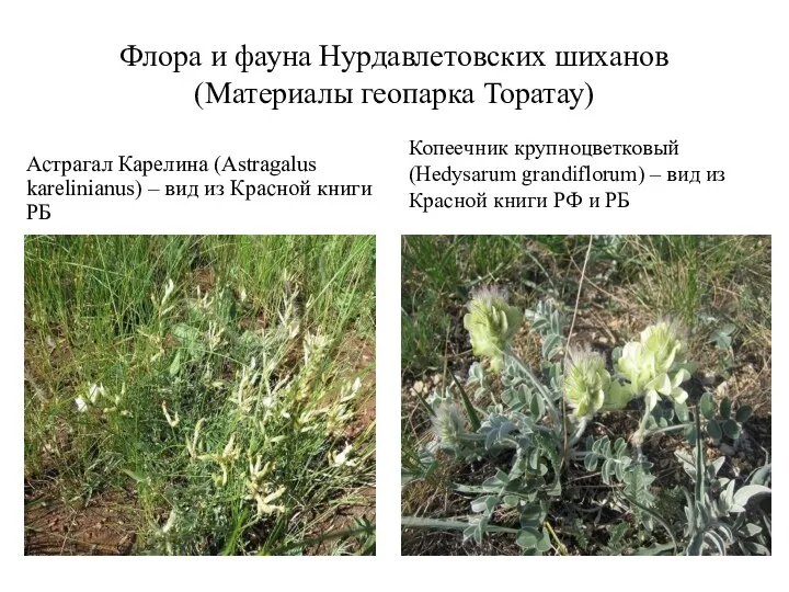 Флора и фауна Нурдавлетовских шиханов (Материалы геопарка Торатау) Астрагал Карелина