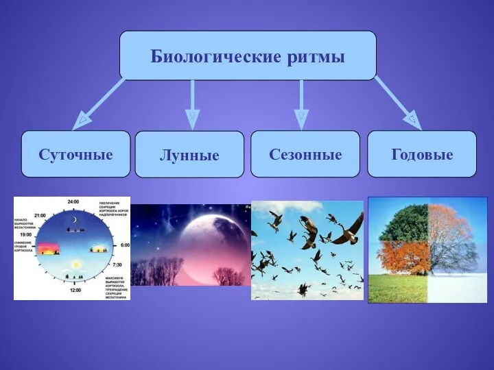 Биологические ритмы Сезонные Суточные Годовые Лунные