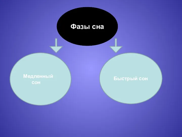 Фазы сна Медленный сон Быстрый сон