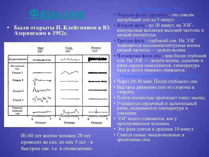 Фазы сна Были открыты Н. Клейтманом и Ю. Азеринским в