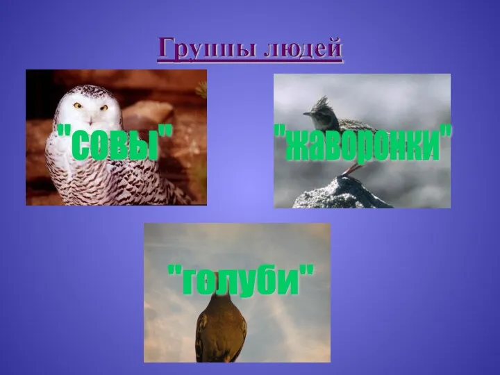 "совы" "жаворонки" "голуби"