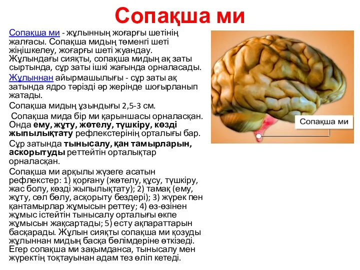 Сопақша ми Сопақша ми - жұлынның жоғарғы шетінің жалғасы. Сопақша