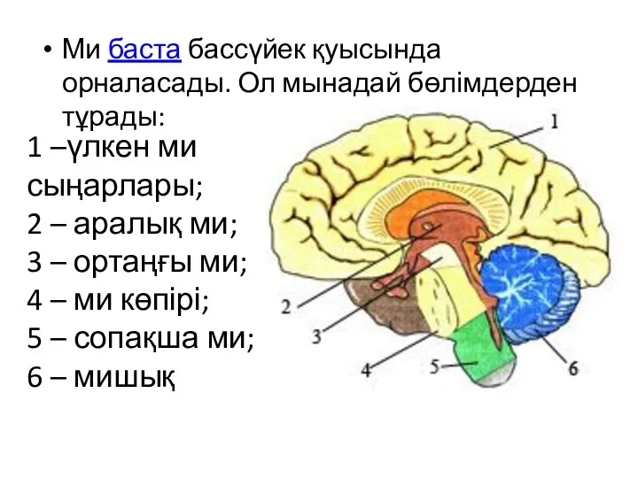 Ми баста бассүйек қуысында орналасады. Ол мынадай бөлімдерден тұрады: 1