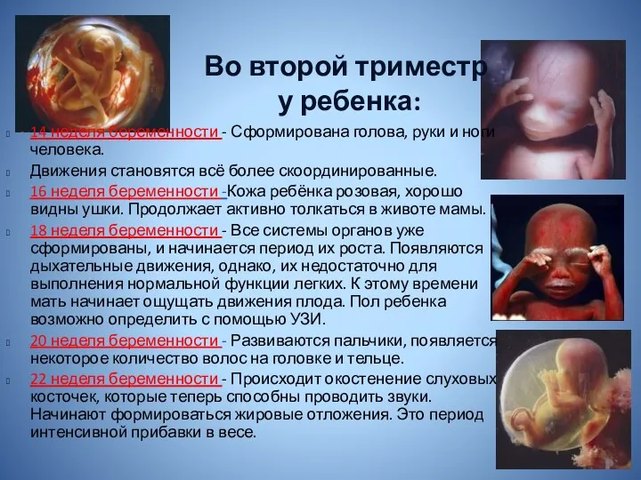 Во второй триместр у ребенка: 14 неделя беременности - Сформирована голова, руки и