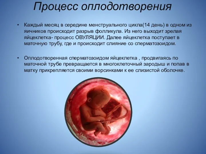 Процесс оплодотворения Каждый месяц в середине менструального цикла(14 день) в одном из яичников