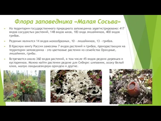 Флора заповедника «Малая Сосьва» На территории государственного природного заповедника зарегистрировано: