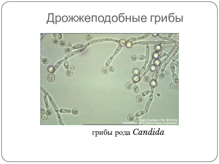 Дрожжеподобные грибы грибы рода Candida