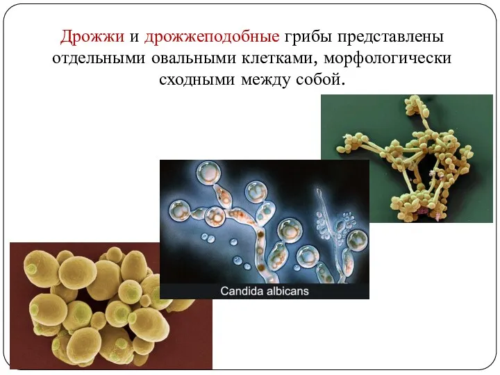 Дрожжи и дрожжеподобные грибы представлены отдельными овальными клетками, морфологически сходными между собой.