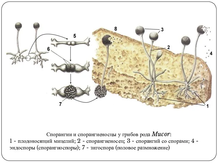 Спорангии и спорангиеносцы у грибов рода Mucor: 1 - плодоносящий