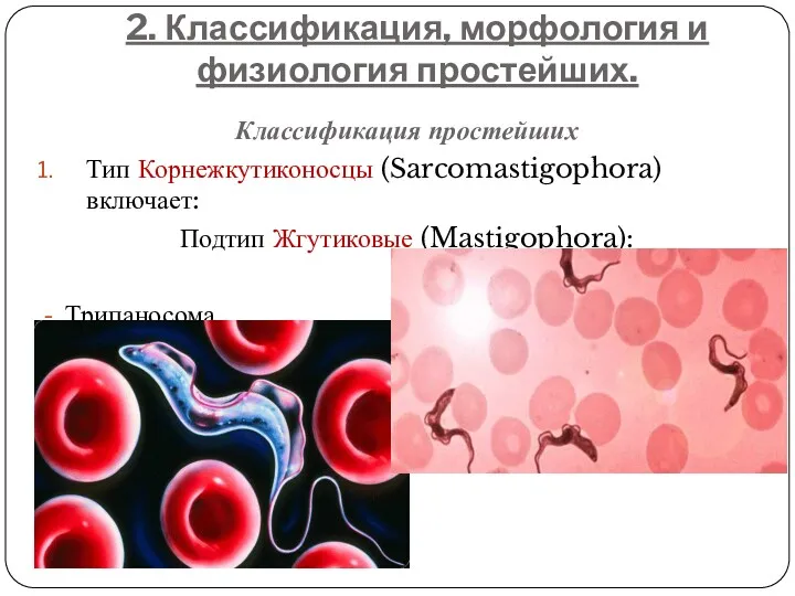 2. Классификация, морфология и физиология простейших. Классификация простейших Тип Корнежкутиконосцы (Sarcomastigophora) включает: Подтип Жгутиковые (Mastigophora): Трипаносома