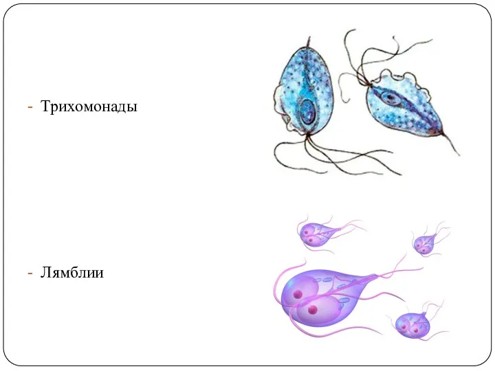 Трихомонады Лямблии